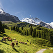Alpes bernoises