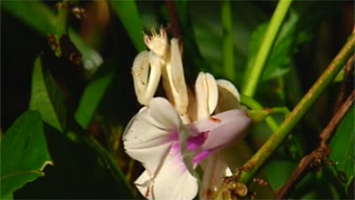 Mante-orchidée